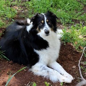 Meet the Posh Ambassador!